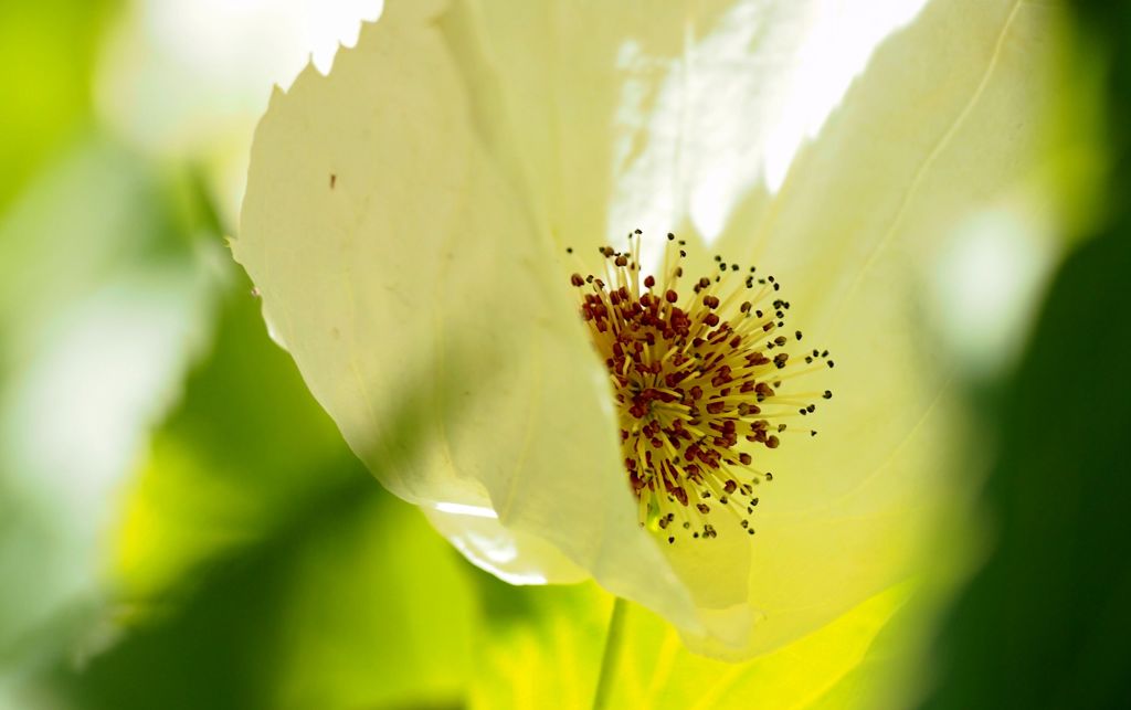 ハンカチの木２