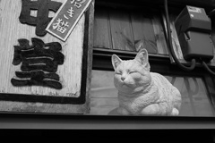 谷中は猫の街