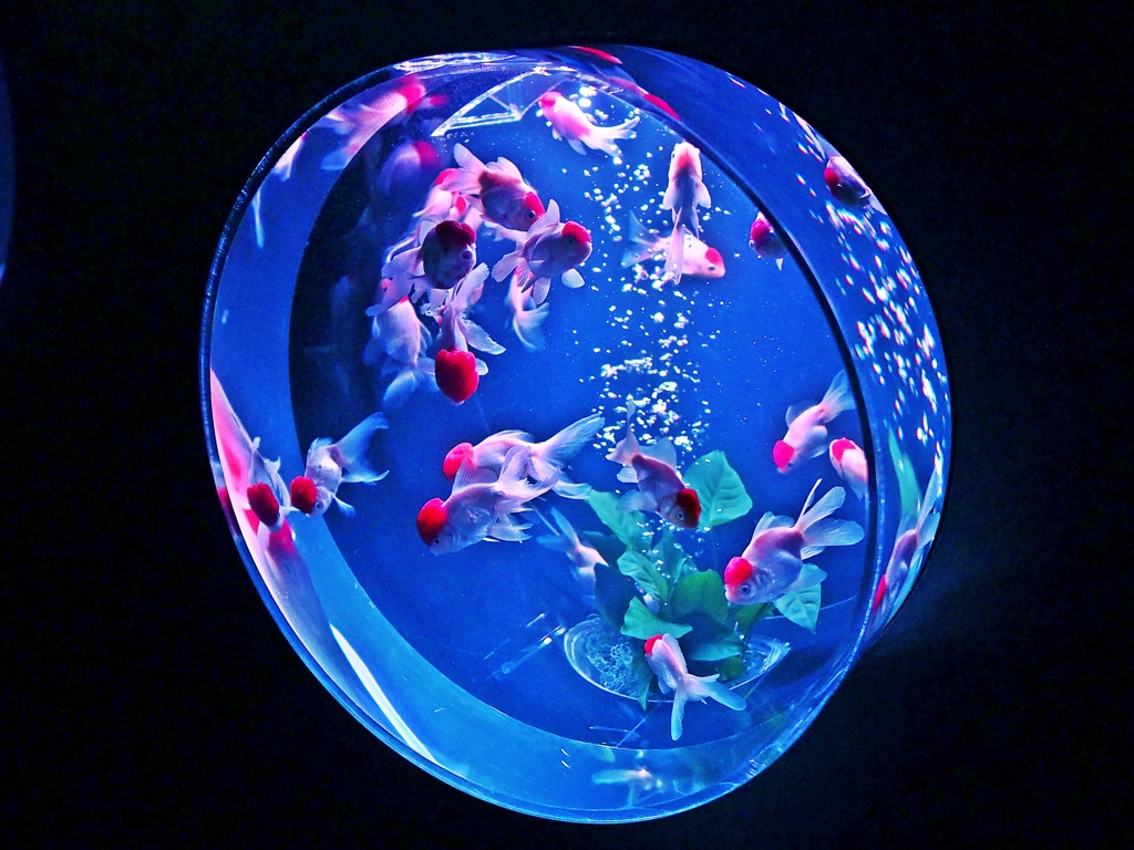 アートアクアリウム・ラスト