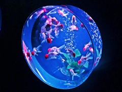 アートアクアリウム・ラスト