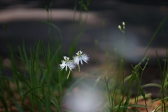 鷺草