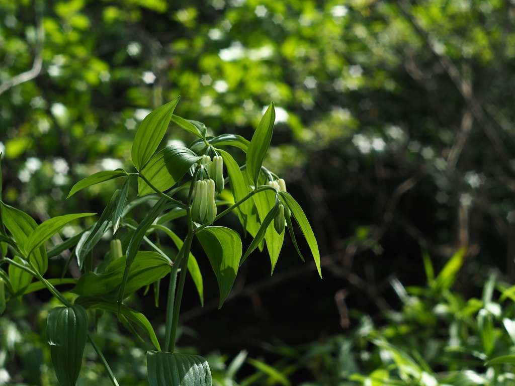 Industar-61 L/Z 50mm f2.8