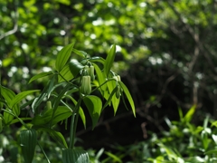 Industar-61 L/Z 50mm f2.8