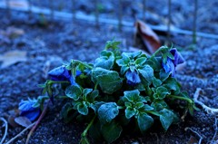 寒　耐え難きを耐え