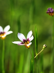 北米産だってね 君