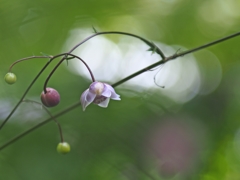 ROKKOR TC 135mm f4