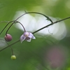ROKKOR TC 135mm f4