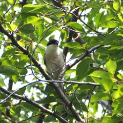 Beginner's bird photo