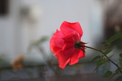 38才 美女の後姿