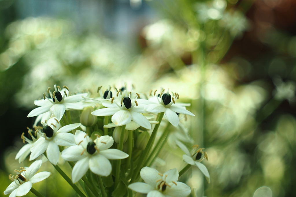 Ornithogalum saundersiae