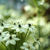 Ornithogalum saundersiae