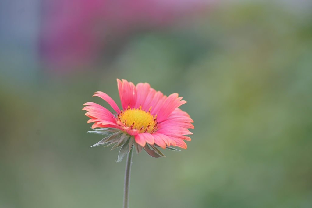 Jupiter 37A 135mm f3.5