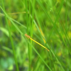 とんぼ池の主役 ２