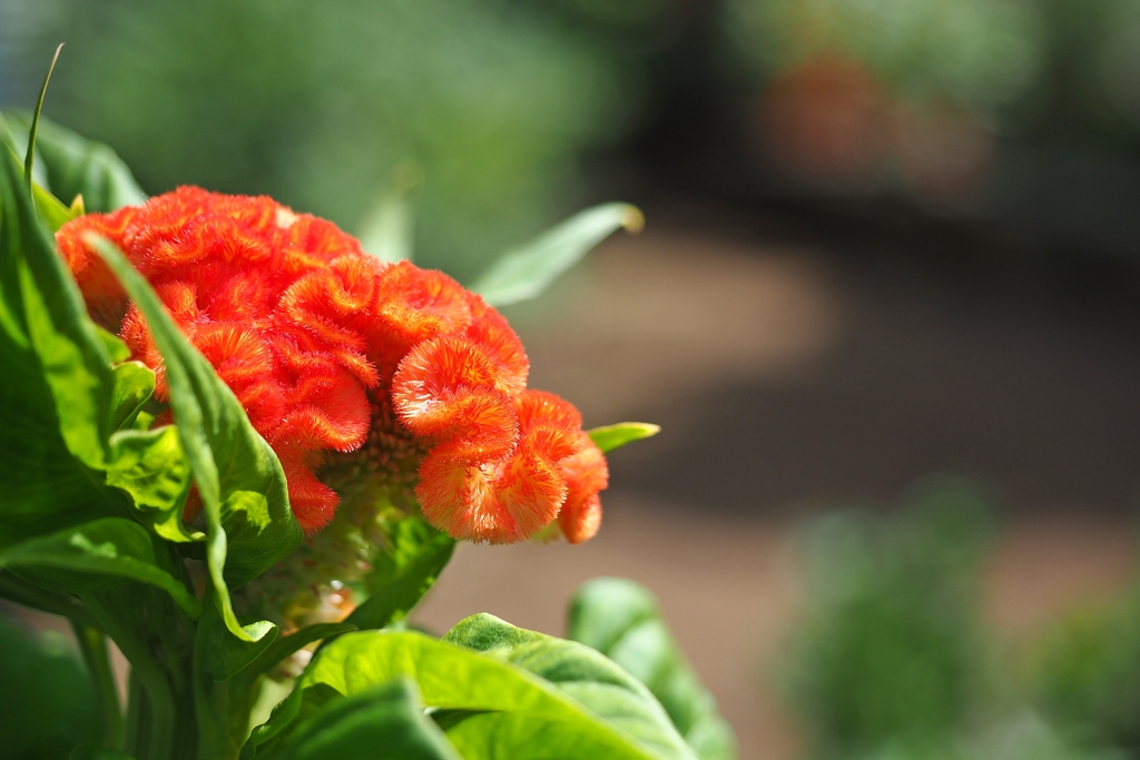 美味しく召し上がれ