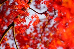 深大寺 ベタな紅葉