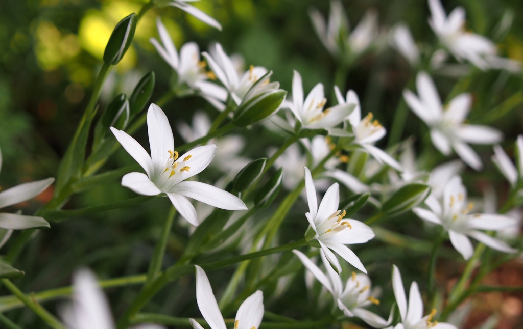 オオアマナ群生３