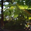 α７Ⅱ