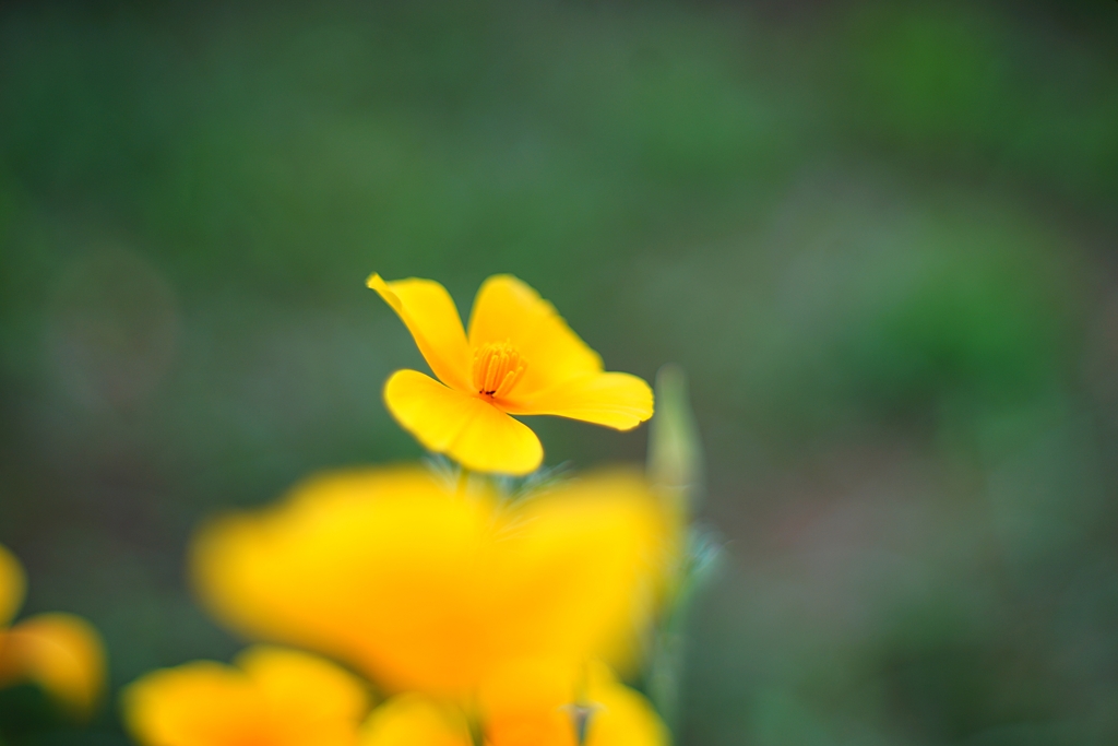 花の名前を教えてください