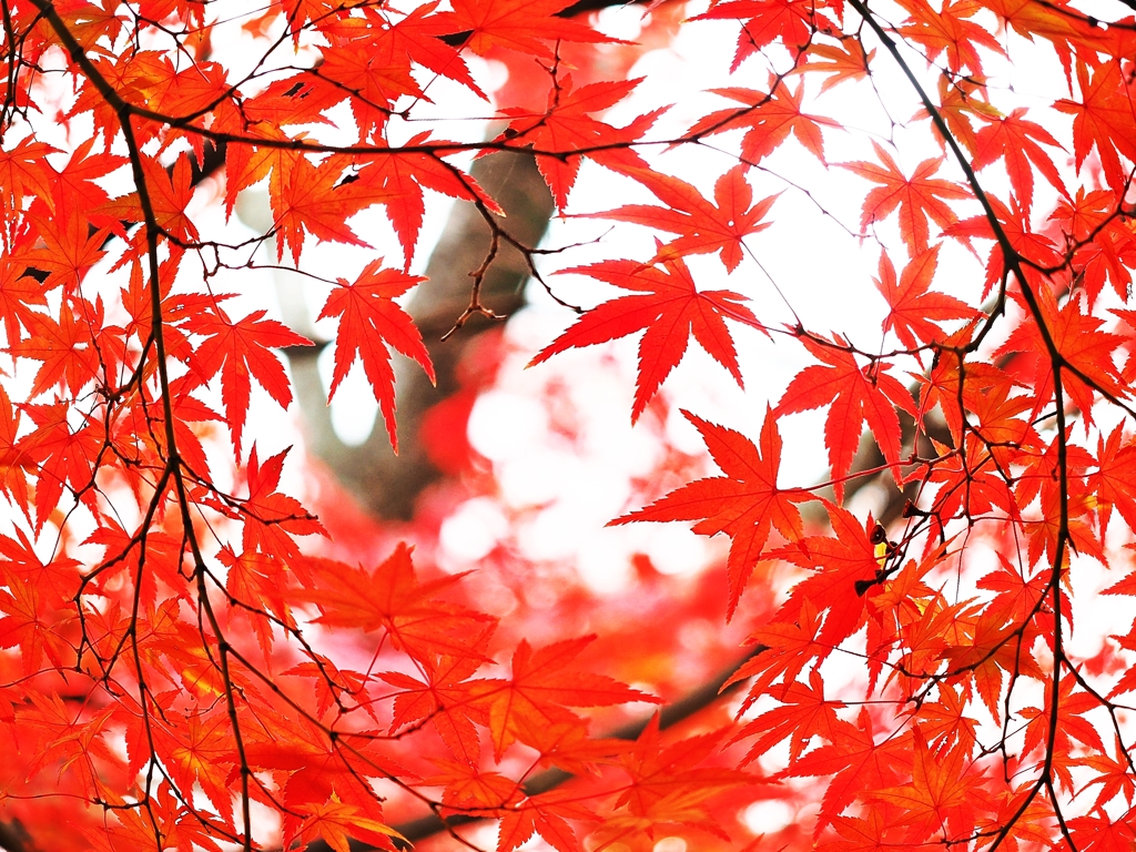 Like The Rolling Maples