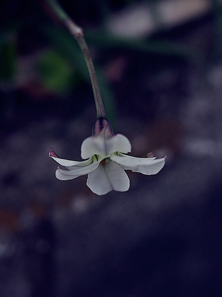 空飛ぶイカ大王