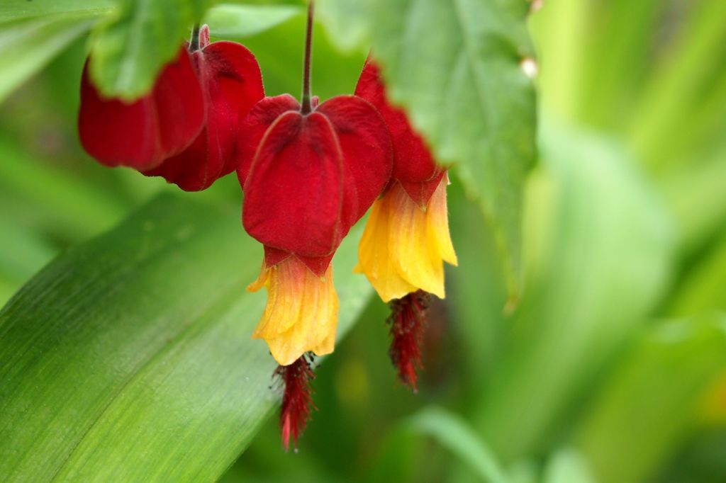 チロリアンランプ