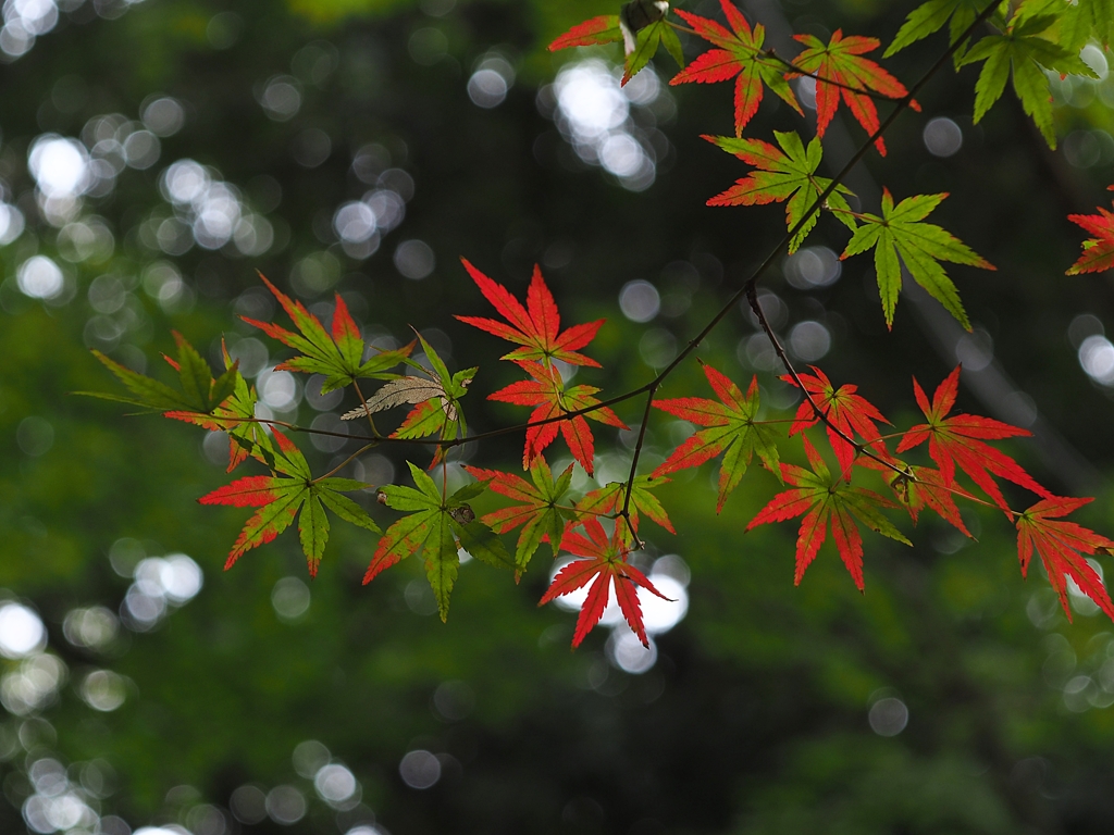 Industar50-2 f3.5
