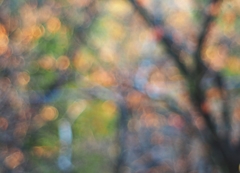 散る 最後の輝き