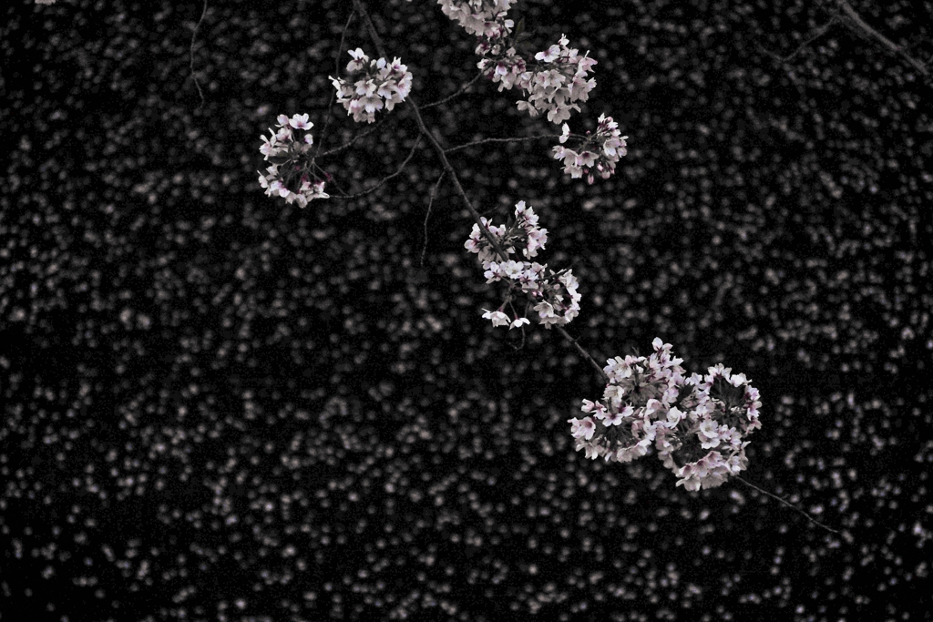 散りゆく者たち ２