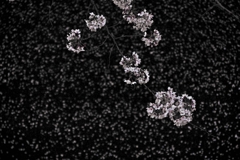 散りゆく者たち ２