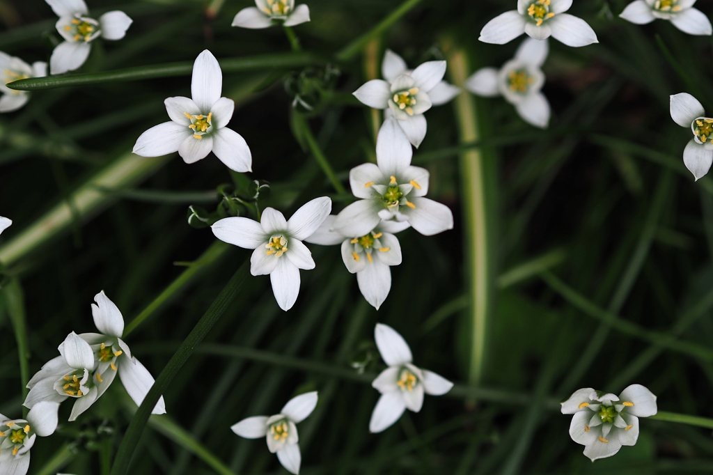 ベツレヘムの星 2016