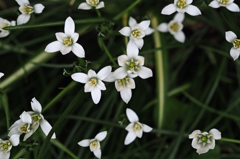 ベツレヘムの星 2016