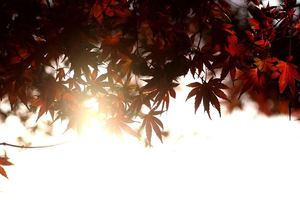 私はこうして生きてきました