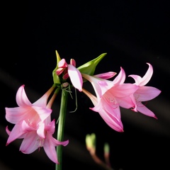 クリリンの妻　２