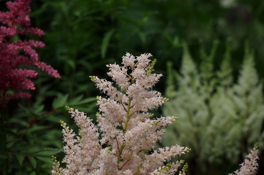 京王フローラルガーデン　小さな　そして奇妙な花たち編７