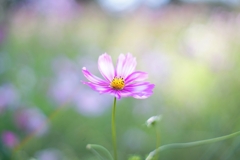 SUPER TAKUMAR 55mm f1.8