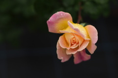 プリンセス・マーガレット・ローズ