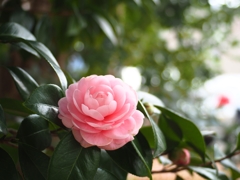 G.ZUIKO AUTO-W 28mm F3.5 開放