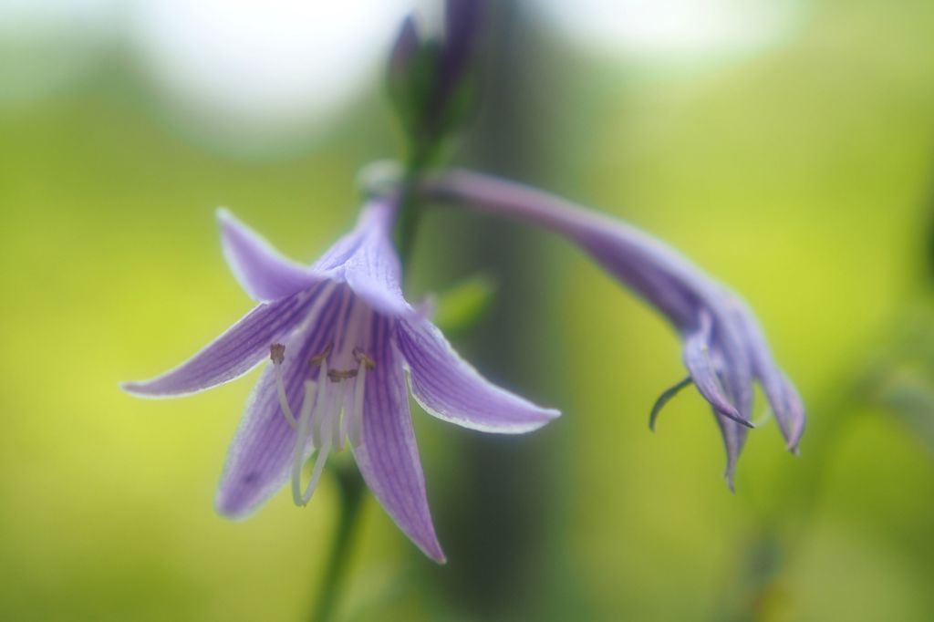 ワタシたちの未来