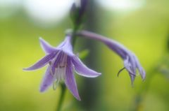 ワタシたちの未来