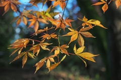 晩秋の高幡不動尊③