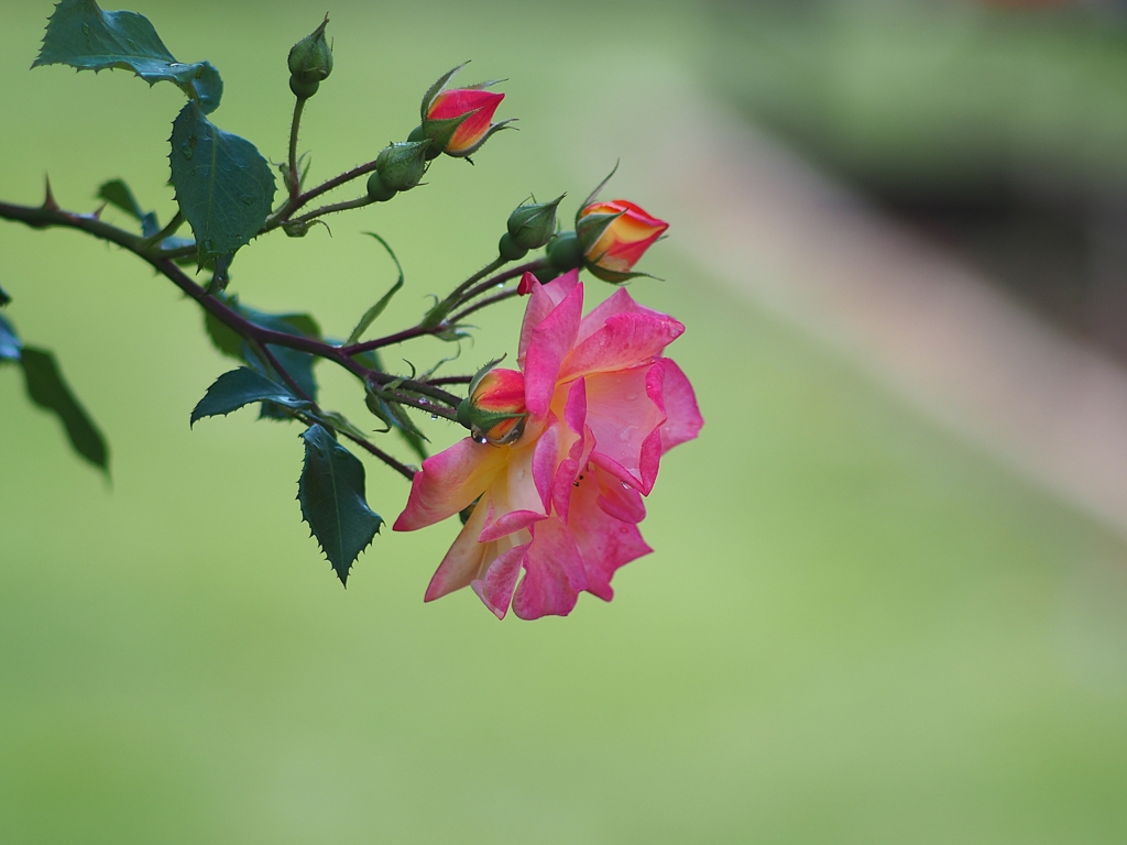 連写（うそ）１