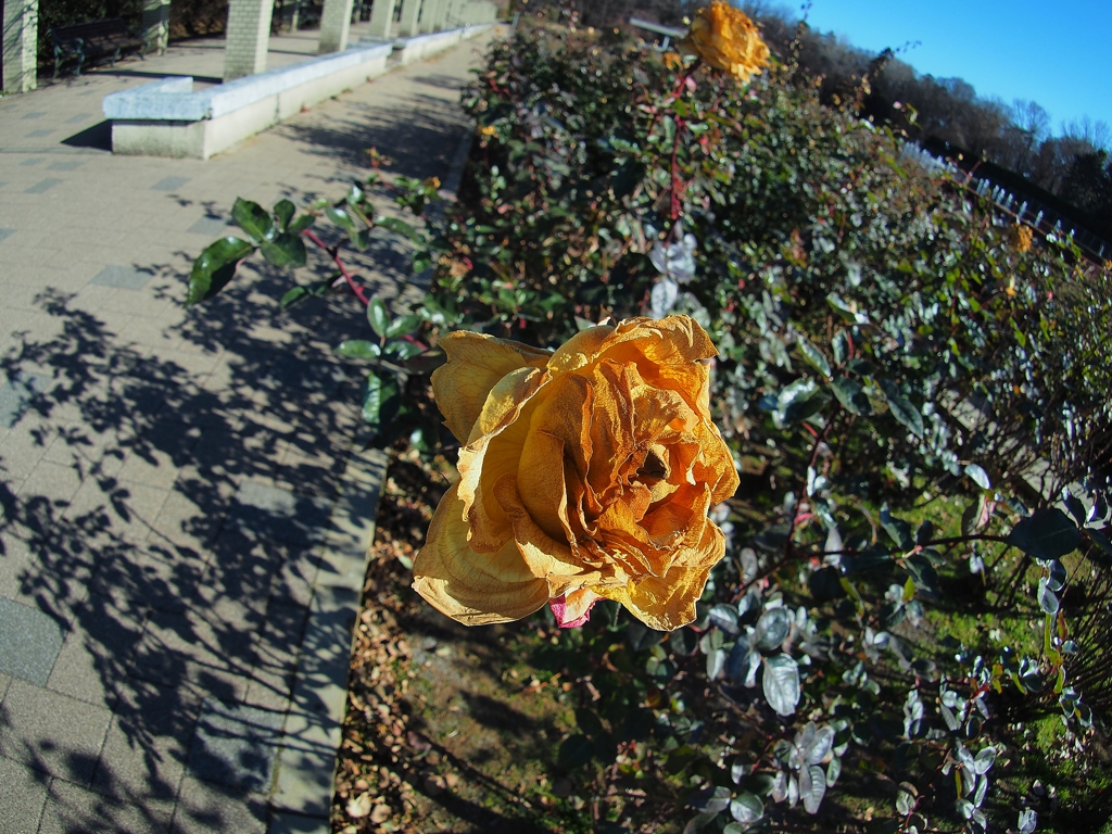 年間パスポートと薔薇