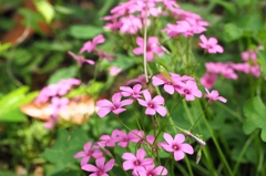 結んで開いて♪