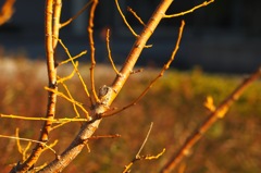 ノットストレート