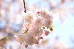 八重の桜