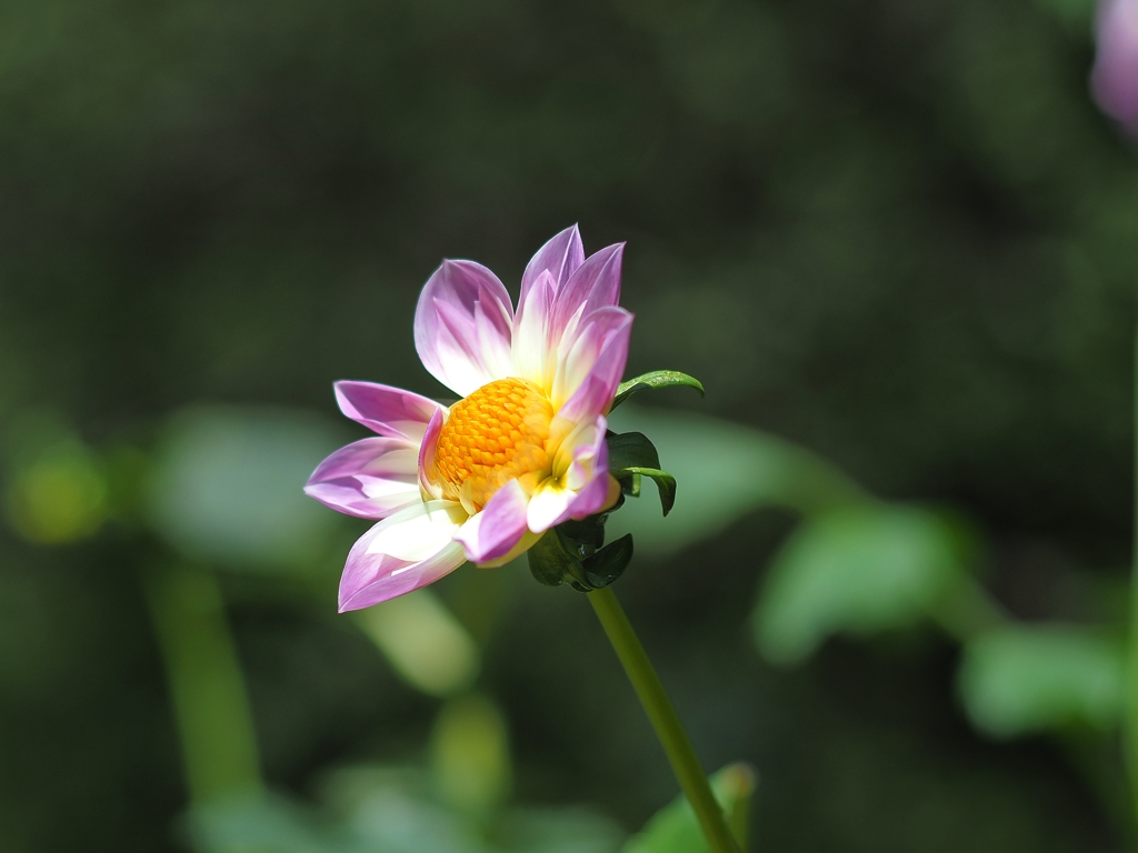 コラレットな美少女