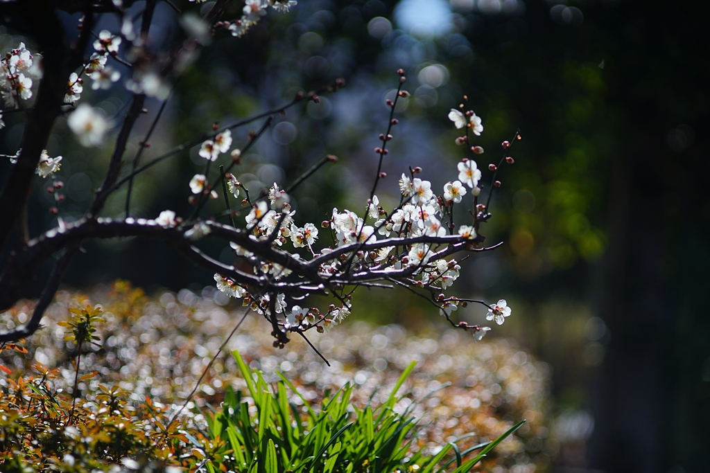 CANON FL 135mm f3.5