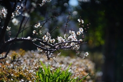 CANON FL 135mm f3.5