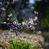 CANON FL 135mm f3.5