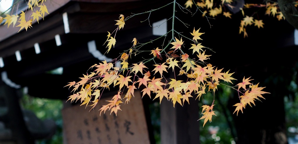 晩秋の六法（ろっぽう）
